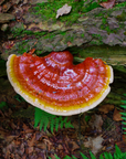 Vitality & Longevity - Reishi