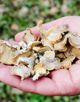 Immunity & Defense- Turkey Tail