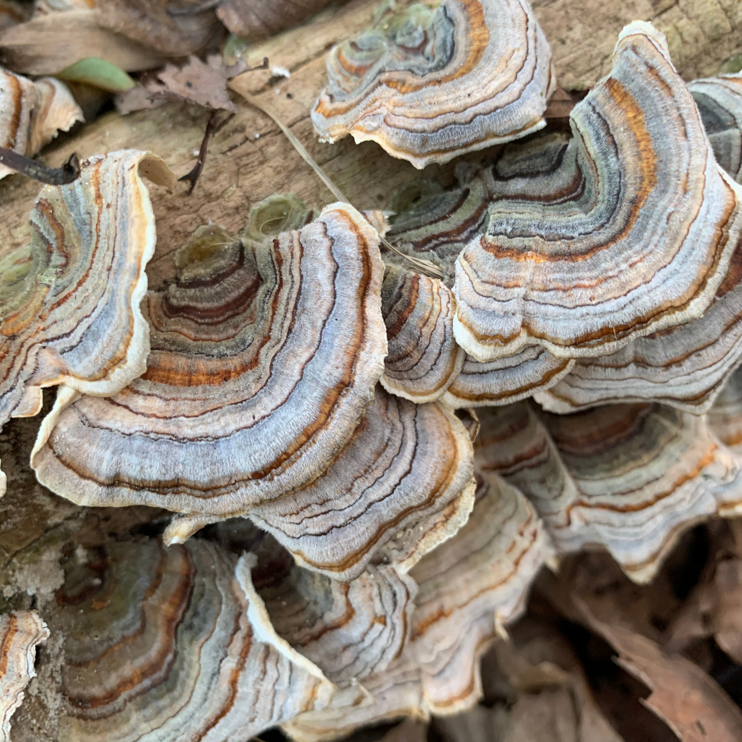 An Ancient Medicinal Mushroom, Banned Overnight: The Turkey Tail Story
