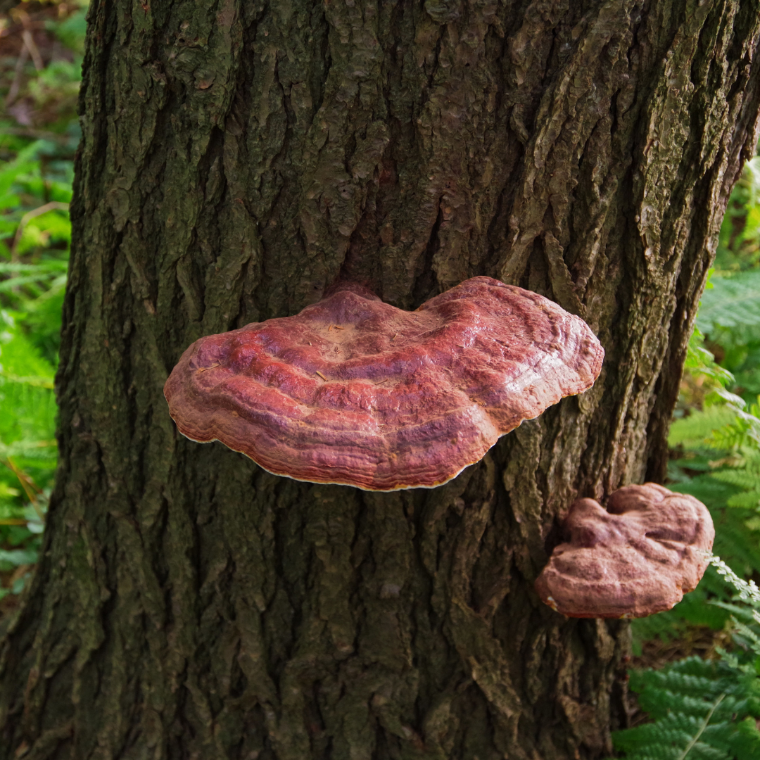 The Benefits of Reishi Mushrooms