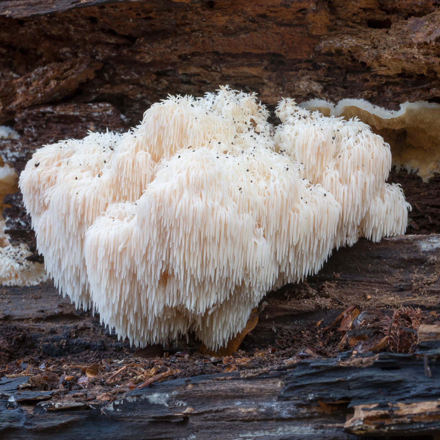 The Remarkable Lion's Mane Mushroom