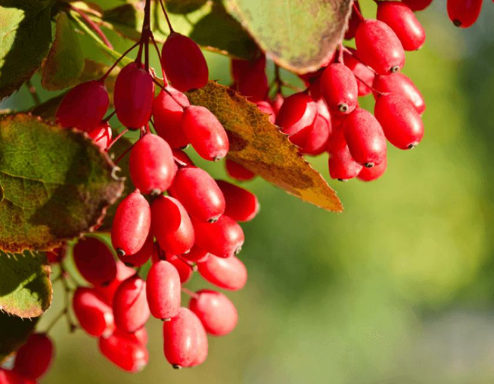 Discover these 5 Amazing Benefits of Berberine