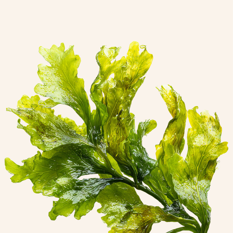 Green algae on a white background - a great source of Omega-3