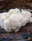 Cognition & Focus- Lions Mane - 60 Servings