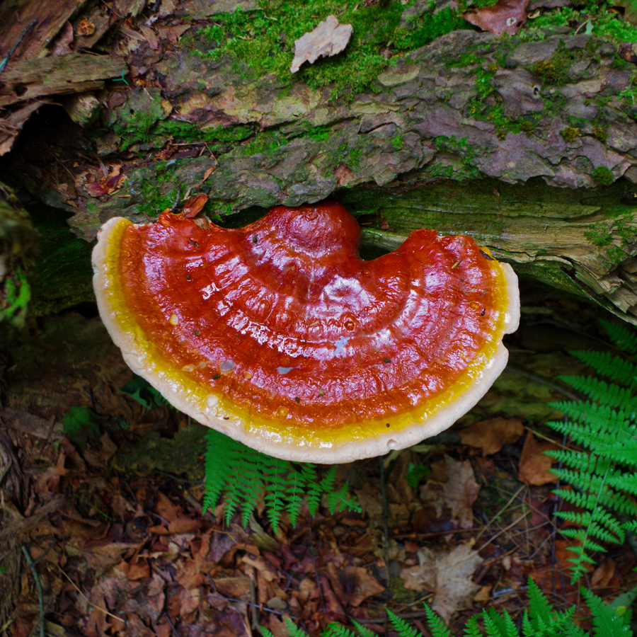 Vitality & Longevity - Reishi