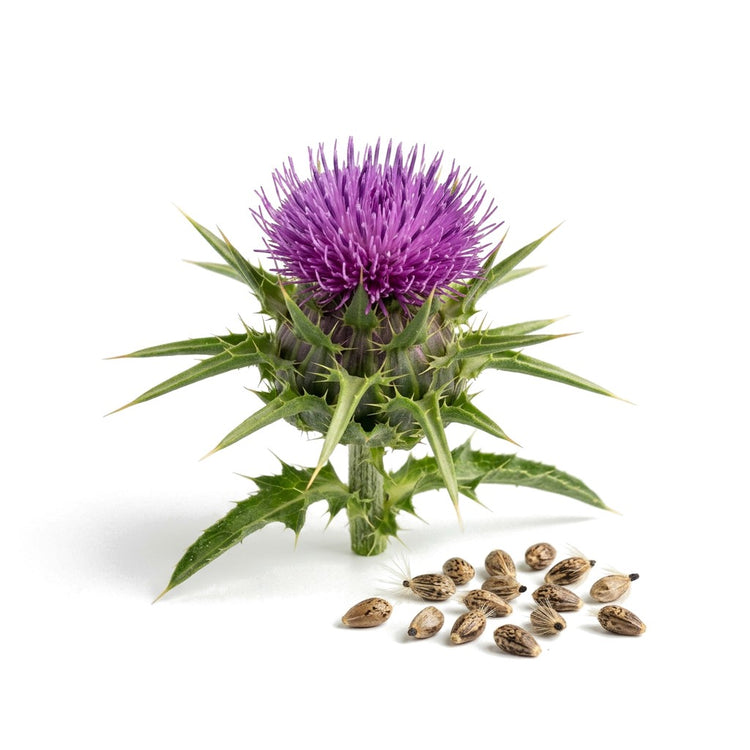 Milk thistle (Silybum marianum) flower and seeds