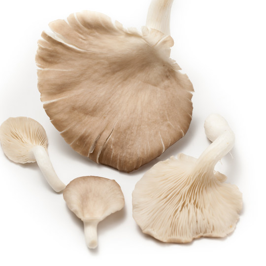 9. Mushrooms- coming soon!