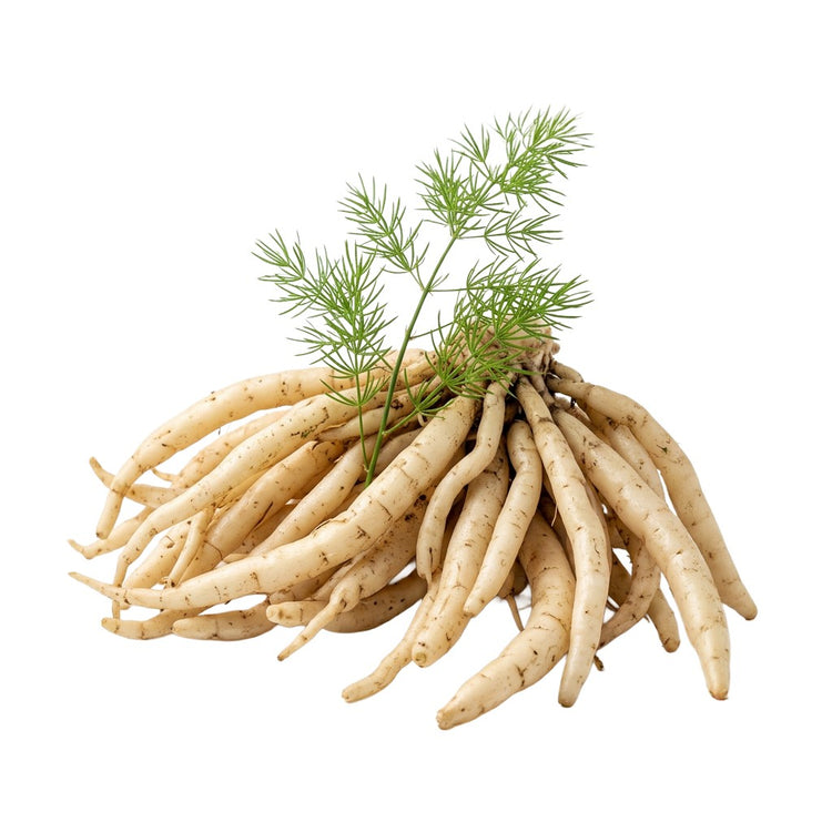 Shatavari (Asparagus racemosus) roots